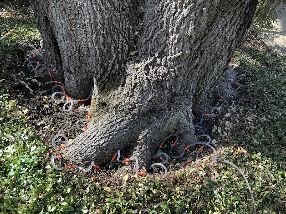 Detailed Tree Cabling and Bracing job site in Anita