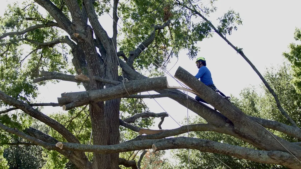Professional Crown Thinning performed by certified arborists in Anita
