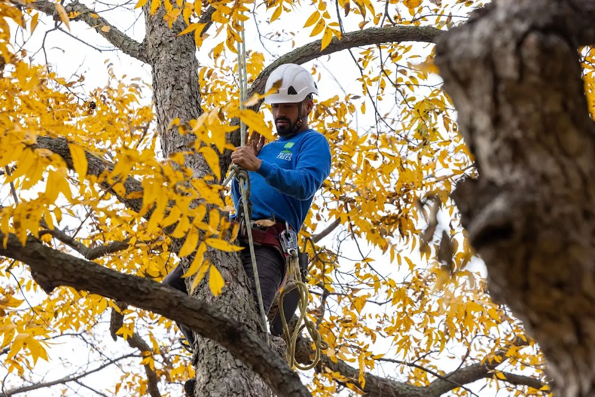 Skilled Tree Pruning crew working in Anita